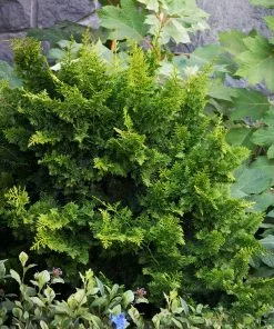 Fast Growing Trees Jade Waves™ Fernspray False Cypress Cypress Trees