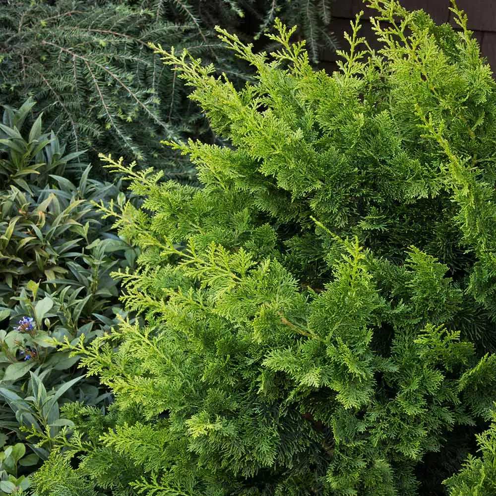 Fast Growing Trees Jade Waves™ Fernspray False Cypress Cypress Trees 5 Fast Growing Trees Jade Waves™ Fernspray False Cypress Cypress Trees