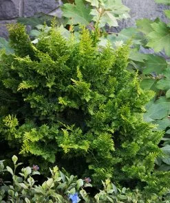 Fast Growing Trees Jade Waves™ Fernspray False Cypress Cypress Trees