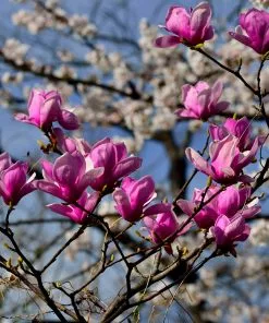 Fast Growing Trees Jane Magnolia 9 Fast Growing Trees Jane Magnolia