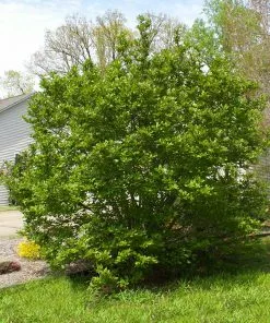 Fast Growing Trees Jane Magnolia 11 Fast Growing Trees Jane Magnolia