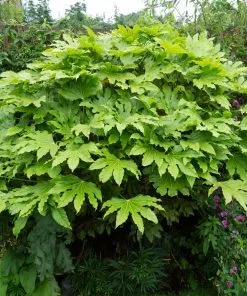 Fast Growing Trees Japanese Aralia Plant See All Shrubs & Hedges 9 Fast Growing Trees Japanese Aralia Plant See All Shrubs & Hedges