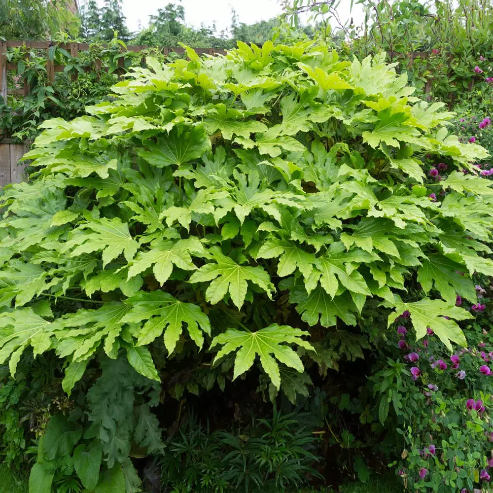 Fast Growing Trees Japanese Aralia Plant See All Shrubs & Hedges 6 Fast Growing Trees Japanese Aralia Plant See All Shrubs & Hedges