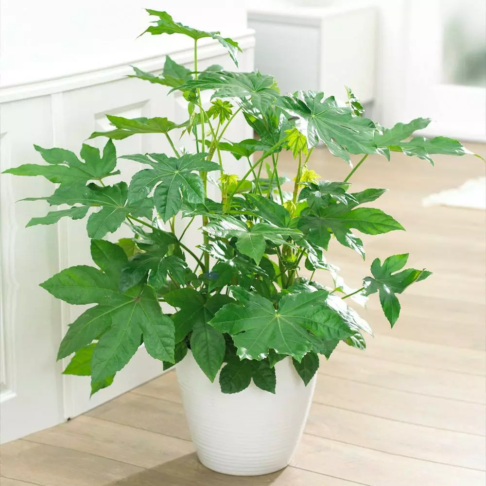 Fast Growing Trees Japanese Aralia Plant See All Shrubs & Hedges 4 Fast Growing Trees Japanese Aralia Plant See All Shrubs & Hedges