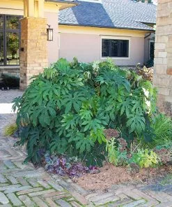 Fast Growing Trees Japanese Aralia Plant See All Shrubs & Hedges 8 Fast Growing Trees Japanese Aralia Plant See All Shrubs & Hedges
