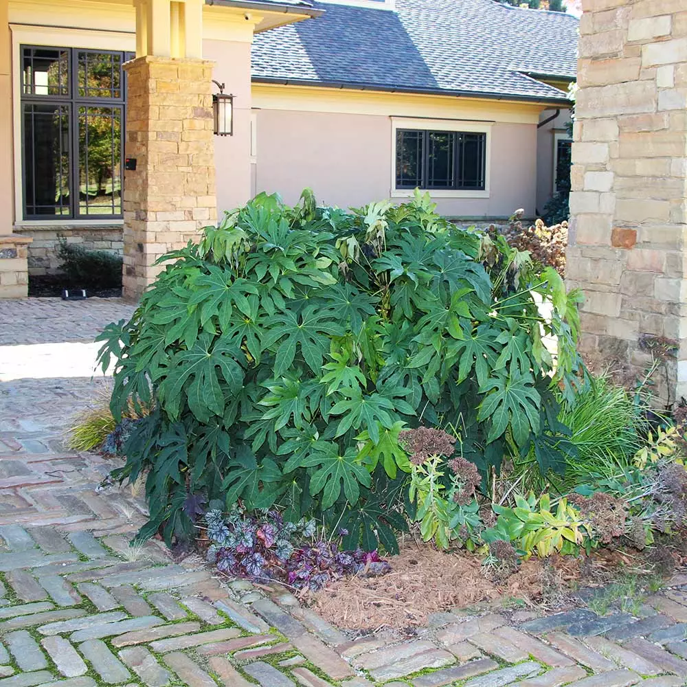 Fast Growing Trees Japanese Aralia Plant See All Shrubs & Hedges 5 Fast Growing Trees Japanese Aralia Plant See All Shrubs & Hedges
