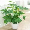 Fast Growing Trees Japanese Aralia Plant See All Shrubs & Hedges 1 Fast Growing Trees Japanese Aralia Plant See All Shrubs & Hedges