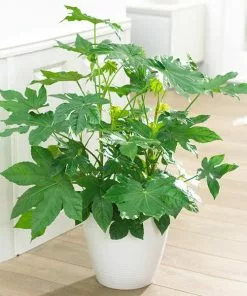 Fast Growing Trees Japanese Aralia Plant See All Shrubs & Hedges