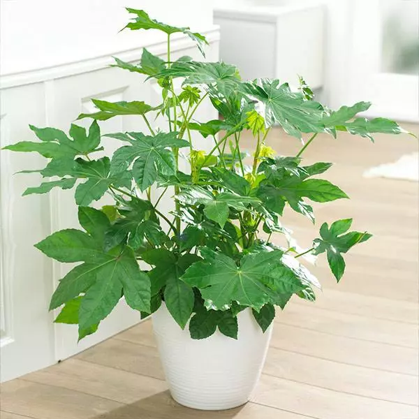 Fast Growing Trees Japanese Aralia Plant See All Shrubs & Hedges 3 Fast Growing Trees Japanese Aralia Plant See All Shrubs & Hedges