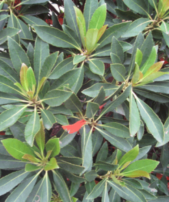 Fast Growing Trees Japanese Blueberry Tree See All Evergreen & Privacy Trees 7 Fast Growing Trees Japanese Blueberry Tree See All Evergreen & Privacy Trees