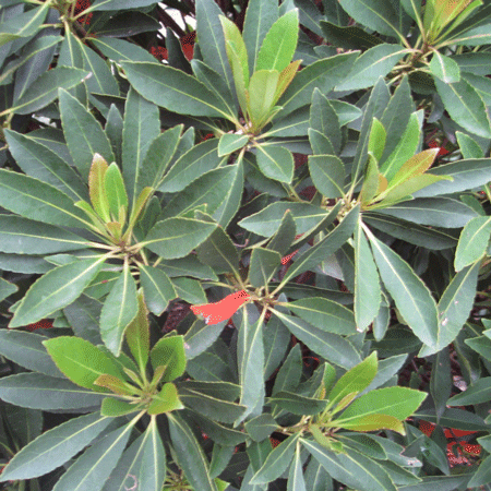 Fast Growing Trees Japanese Blueberry Tree See All Evergreen & Privacy Trees 5 Fast Growing Trees Japanese Blueberry Tree See All Evergreen & Privacy Trees