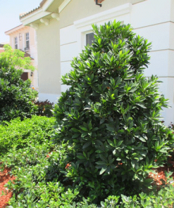 Fast Growing Trees Japanese Blueberry Tree See All Evergreen & Privacy Trees 6 Fast Growing Trees Japanese Blueberry Tree See All Evergreen & Privacy Trees