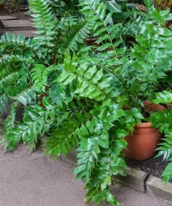 Fast Growing Trees Holly Fern See All House & Patio 9 Fast Growing Trees Holly Fern See All House & Patio