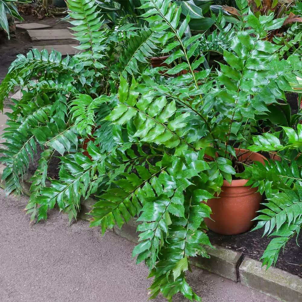 Fast Growing Trees Holly Fern See All House & Patio 5 Fast Growing Trees Holly Fern See All House & Patio