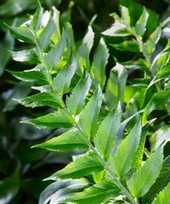 Fast Growing Trees Holly Fern See All House & Patio 10 Fast Growing Trees Holly Fern See All House & Patio