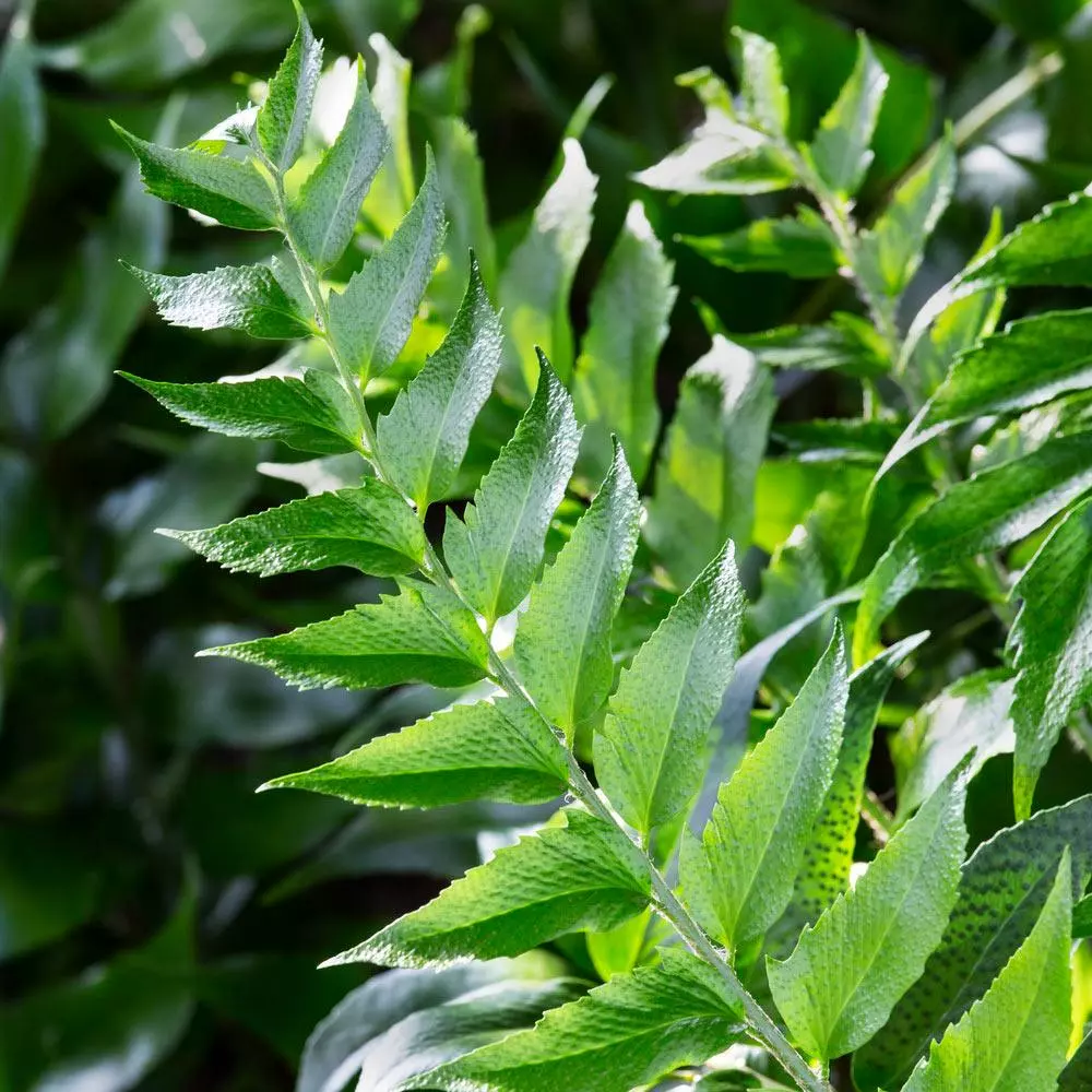 Fast Growing Trees Holly Fern See All House & Patio 6 Fast Growing Trees Holly Fern See All House & Patio