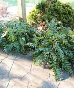 Fast Growing Trees Holly Fern See All House & Patio 11 Fast Growing Trees Holly Fern See All House & Patio