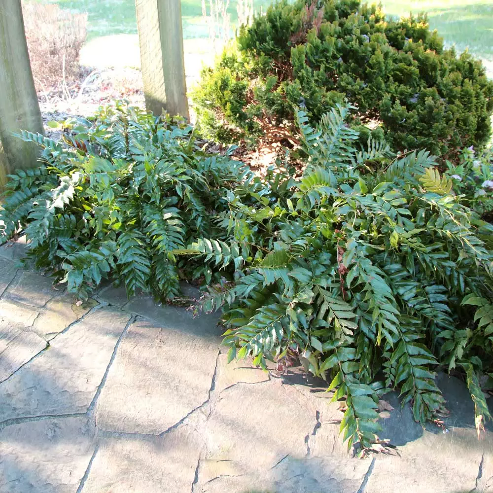 Fast Growing Trees Holly Fern See All House & Patio 7 Fast Growing Trees Holly Fern See All House & Patio