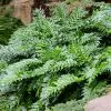 Fast Growing Trees Holly Fern See All House & Patio 1 Fast Growing Trees Holly Fern See All House & Patio
