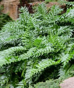 Fast Growing Trees Holly Fern See All House & Patio
