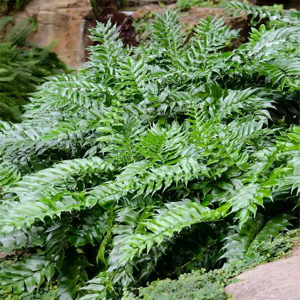 Fast Growing Trees Holly Fern See All House & Patio 3 Fast Growing Trees Holly Fern See All House & Patio