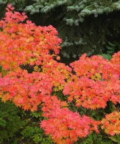 Fast Growing Trees Japanese Maples Aureum Japanese Maple Tree 10 Fast Growing Trees Japanese Maples Aureum Japanese Maple Tree