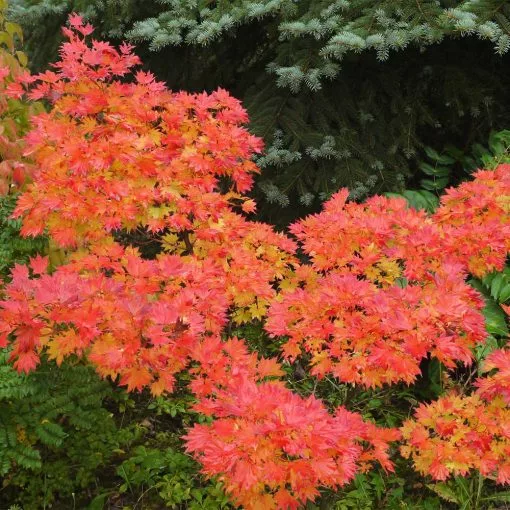 Fashion best design Fast Growing Trees Japanese