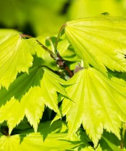 Fast Growing Trees Japanese Maples Aureum Japanese Maple Tree 13 Fast Growing Trees Japanese Maples Aureum Japanese Maple Tree