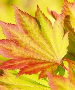 Fast Growing Trees Japanese Maples Aureum Japanese Maple Tree 11 Fast Growing Trees Japanese Maples Aureum Japanese Maple Tree