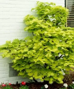 Fast Growing Trees Japanese Maples Aureum Japanese Maple Tree 12 Fast Growing Trees Japanese Maples Aureum Japanese Maple Tree