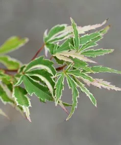 Fast Growing Trees Butterfly Japanese Maple Tree 9 Fast Growing Trees Butterfly Japanese Maple Tree