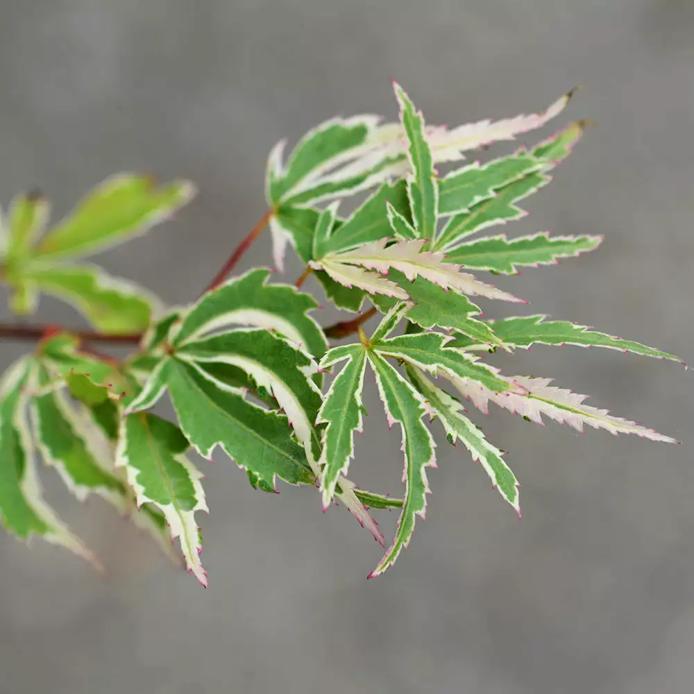 Fast Growing Trees Butterfly Japanese Maple Tree 6 Fast Growing Trees Butterfly Japanese Maple Tree