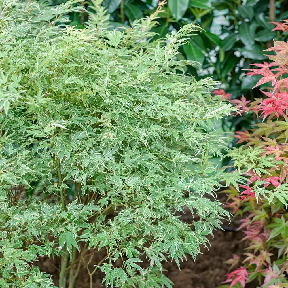 Fast Growing Trees Butterfly Japanese Maple Tree 4 Fast Growing Trees Butterfly Japanese Maple Tree