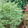 Fast Growing Trees Butterfly Japanese Maple Tree 1 Fast Growing Trees Butterfly Japanese Maple Tree
