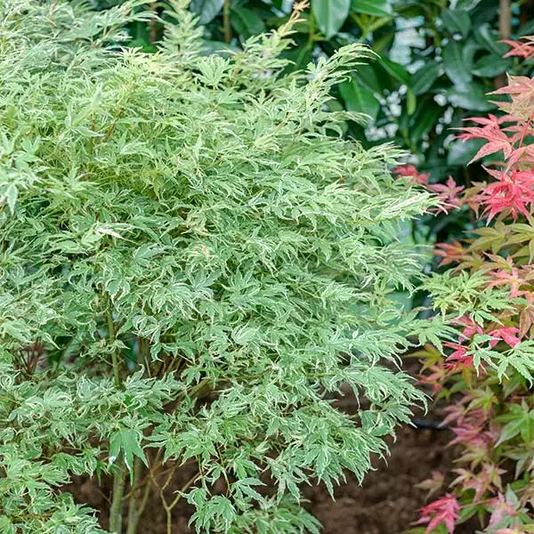 Fast Growing Trees Butterfly Japanese Maple Tree 3 Fast Growing Trees Butterfly Japanese Maple Tree