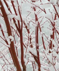 Fast Growing Trees Coral Bark Japanese Maple Tree Japanese Maples