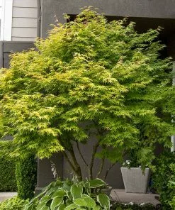 Fast Growing Trees Coral Bark Japanese Maple Tree Japanese Maples