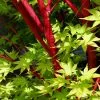 Fast Growing Trees Coral Bark Japanese Maple Tree Japanese Maples