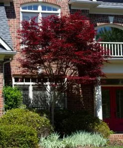 Fast Growing Trees Emperor Japanese Maple Tree Japanese Maples 11 Fast Growing Trees Emperor Japanese Maple Tree Japanese Maples