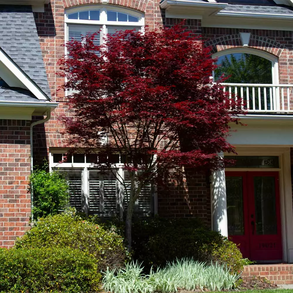 Fast Growing Trees Emperor Japanese Maple Tree Japanese Maples 7 Fast Growing Trees Emperor Japanese Maple Tree Japanese Maples