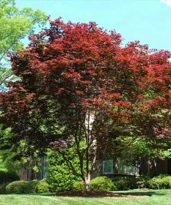 Fast Growing Trees Emperor Japanese Maple Tree Japanese Maples 9 Fast Growing Trees Emperor Japanese Maple Tree Japanese Maples