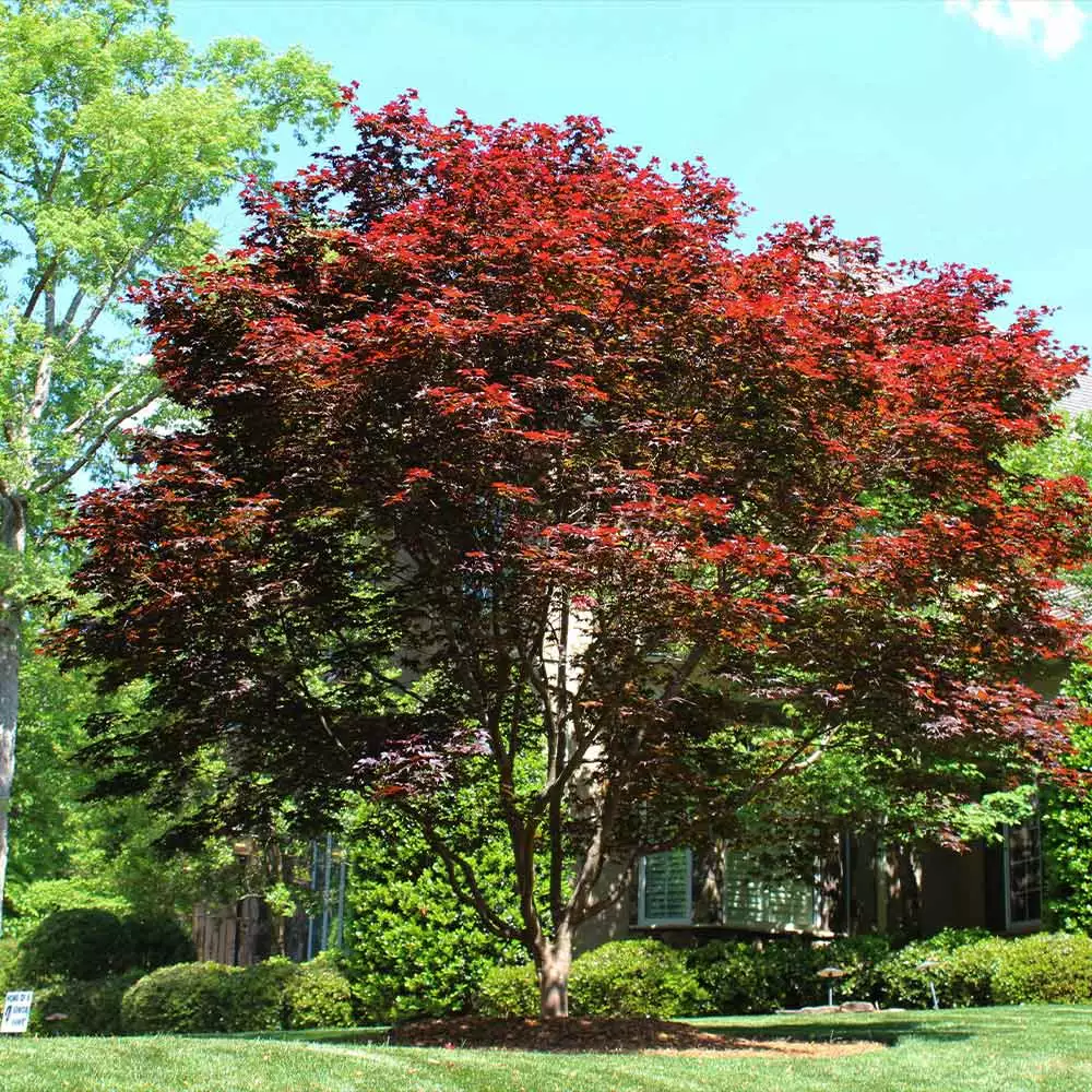 Fast Growing Trees Emperor Japanese Maple Tree Japanese Maples 5 Fast Growing Trees Emperor Japanese Maple Tree Japanese Maples