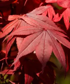 Fast Growing Trees Emperor Japanese Maple Tree Japanese Maples