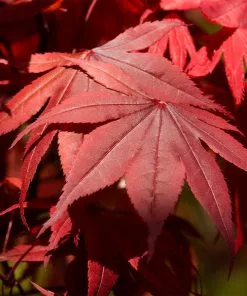 Fast Growing Trees Emperor Japanese Maple Tree Japanese Maples