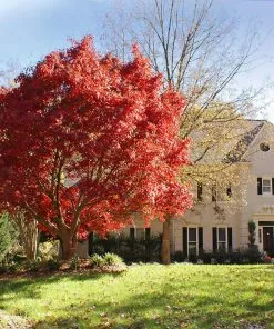 Fast Growing Trees Red Japanese Maple Tree Japanese Maples 7 Fast Growing Trees Red Japanese Maple Tree Japanese Maples