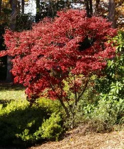 Fast Growing Trees Red Japanese Maple Tree Japanese Maples 9 Fast Growing Trees Red Japanese Maple Tree Japanese Maples
