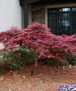 Fast Growing Trees Red Dragon Japanese Maple Tree 11 Fast Growing Trees Red Dragon Japanese Maple Tree