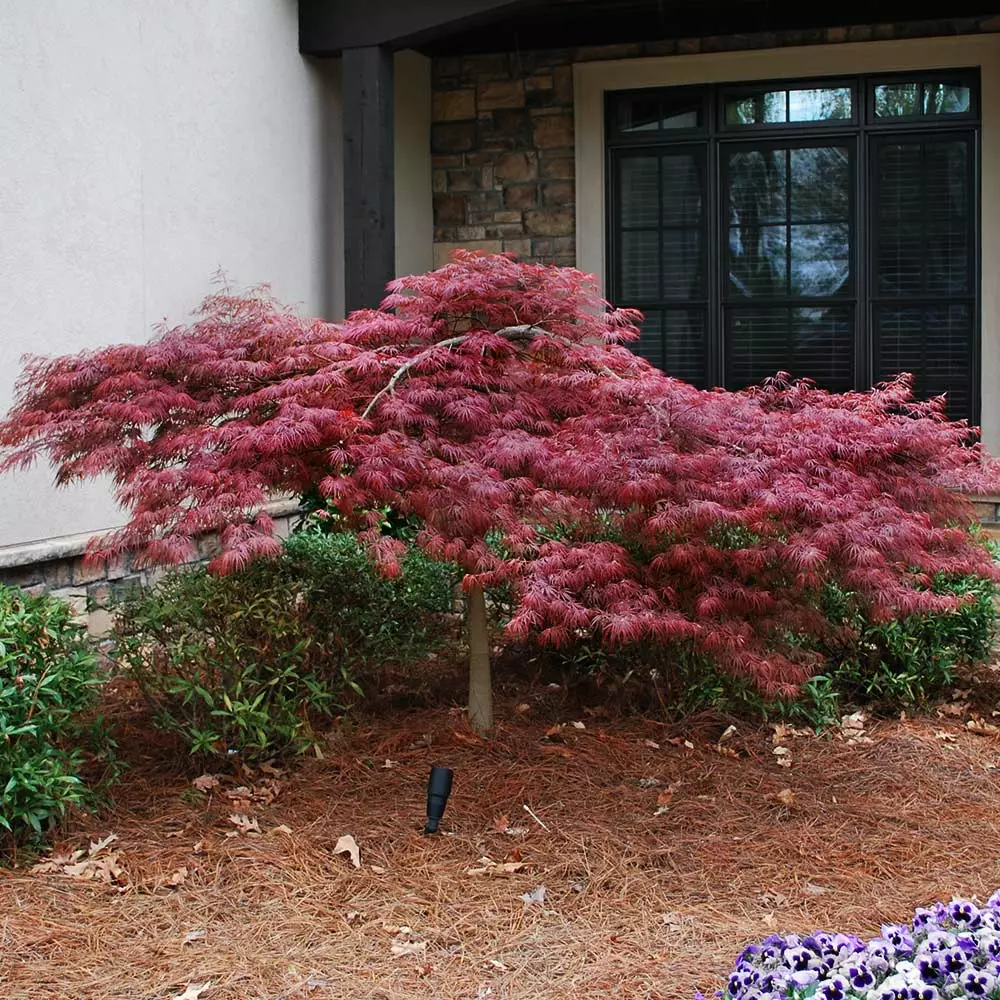 Fast Growing Trees Red Dragon Japanese Maple Tree 7 Fast Growing Trees Red Dragon Japanese Maple Tree