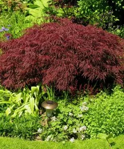 Fast Growing Trees Red Dragon Japanese Maple Tree 9 Fast Growing Trees Red Dragon Japanese Maple Tree