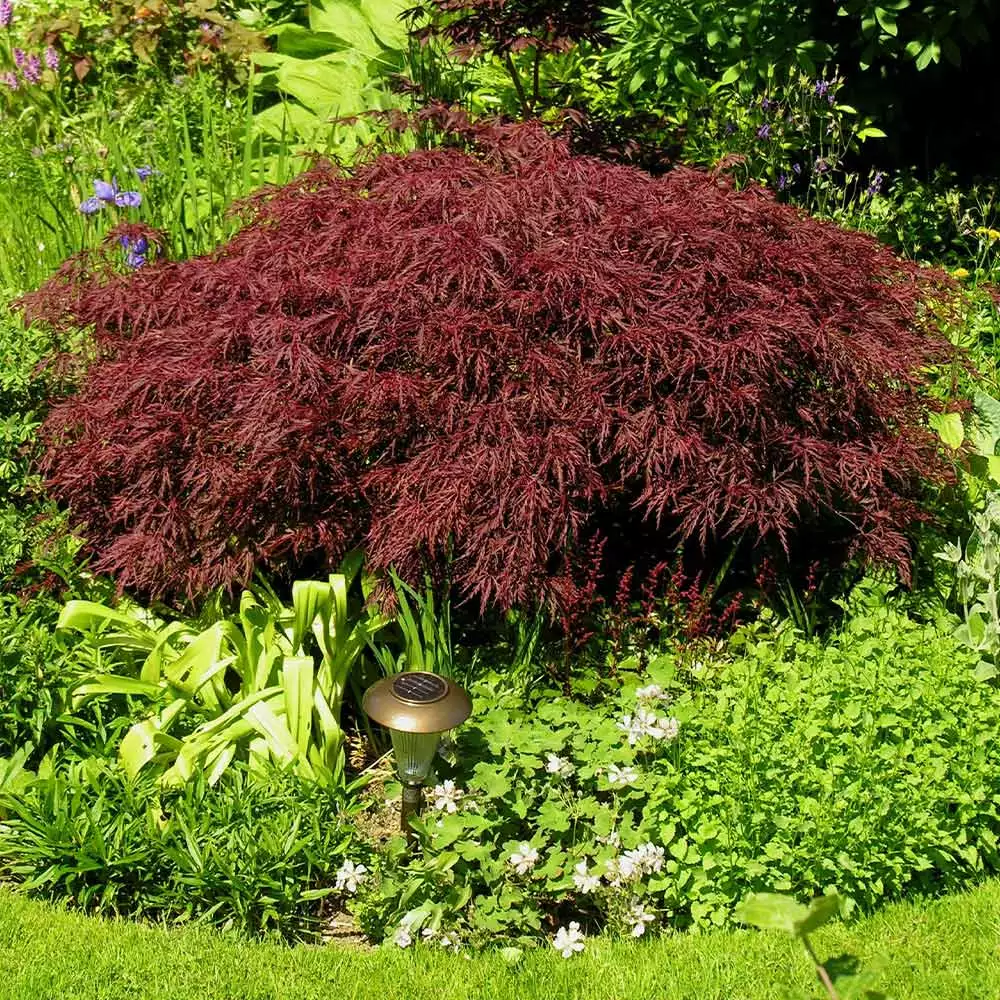 Fast Growing Trees Red Dragon Japanese Maple Tree 5 Fast Growing Trees Red Dragon Japanese Maple Tree